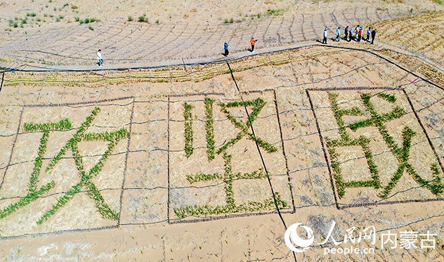 杭錦旗庫布齊沙漠北緣鎖邊林帶沙化土地綜合治理項(xiàng)目現(xiàn)場。牛天甲攝
