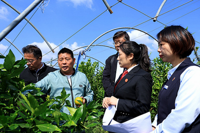 黃石市西塞山區(qū):果園里的“解紛會診” 司法護(hù)航鄉(xiāng)村振興533.png