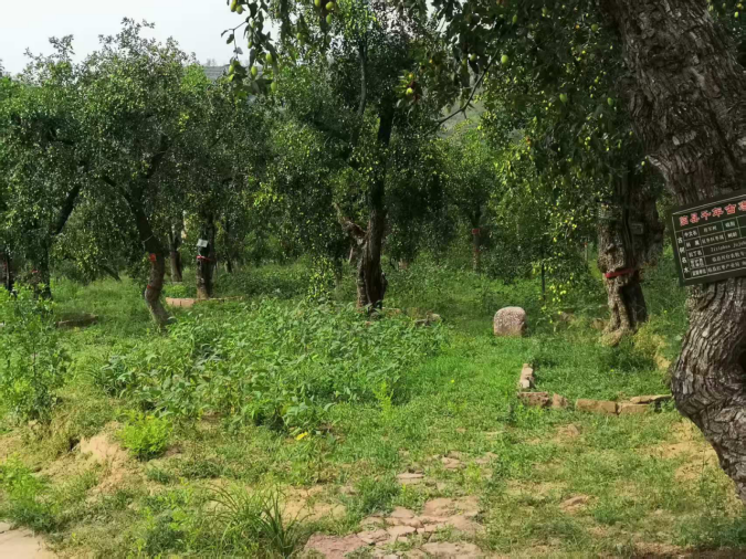 呂梁山下棗林煥新 農(nóng)旅融合鋪就新程 ——山西臨縣鄉(xiāng)村振興的“古棗密碼” 《中華英才》半月刊網(wǎng)山西訊(張振華)1178.png