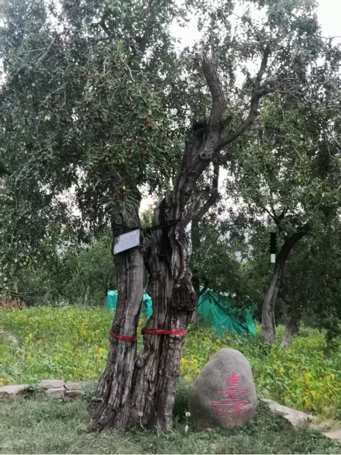 呂梁山下棗林煥新 農(nóng)旅融合鋪就新程 ——山西臨縣鄉(xiāng)村振興的“古棗密碼” 《中華英才》半月刊網(wǎng)山西訊(張振華)873.png