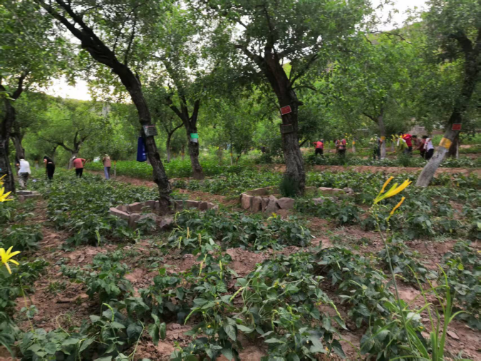 呂梁山下棗林煥新 農(nóng)旅融合鋪就新程 ——山西臨縣鄉(xiāng)村振興的“古棗密碼” 《中華英才》半月刊網(wǎng)山西訊(張振華)870.png