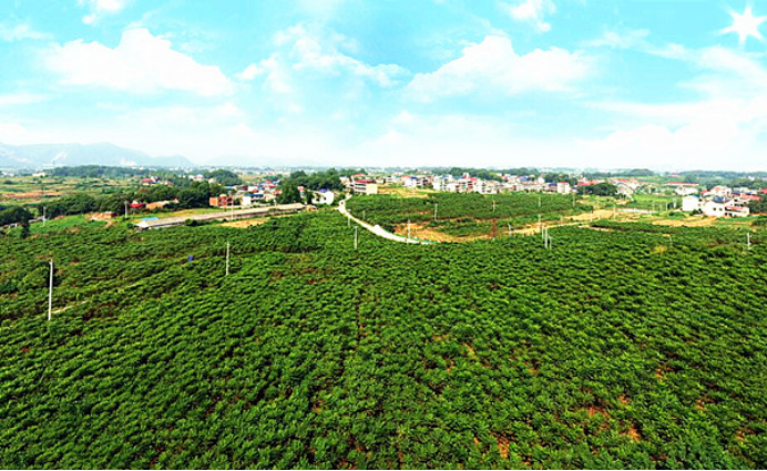 黃石大王鎮(zhèn)貴灣村:雨潤(rùn)荷池白鷺歸 碩果盈枝幸福來(lái)1208.png